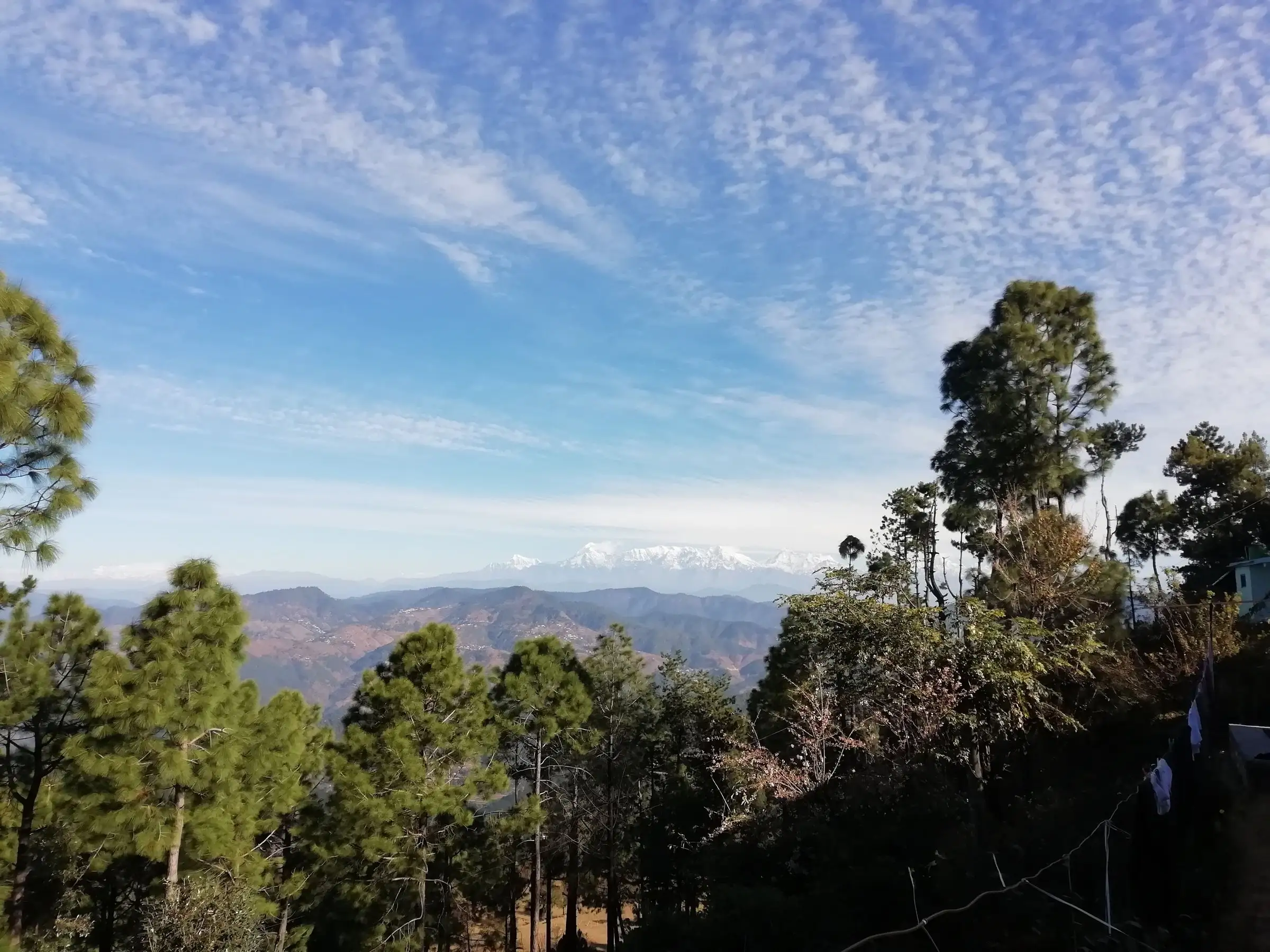Pine trees and forested ridges with a thin line of snow peaks