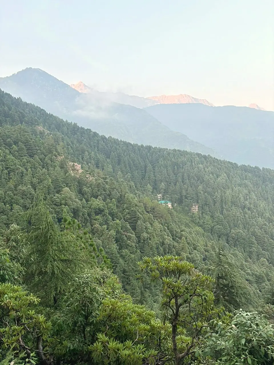 A ridge catching pink light above forested slopes