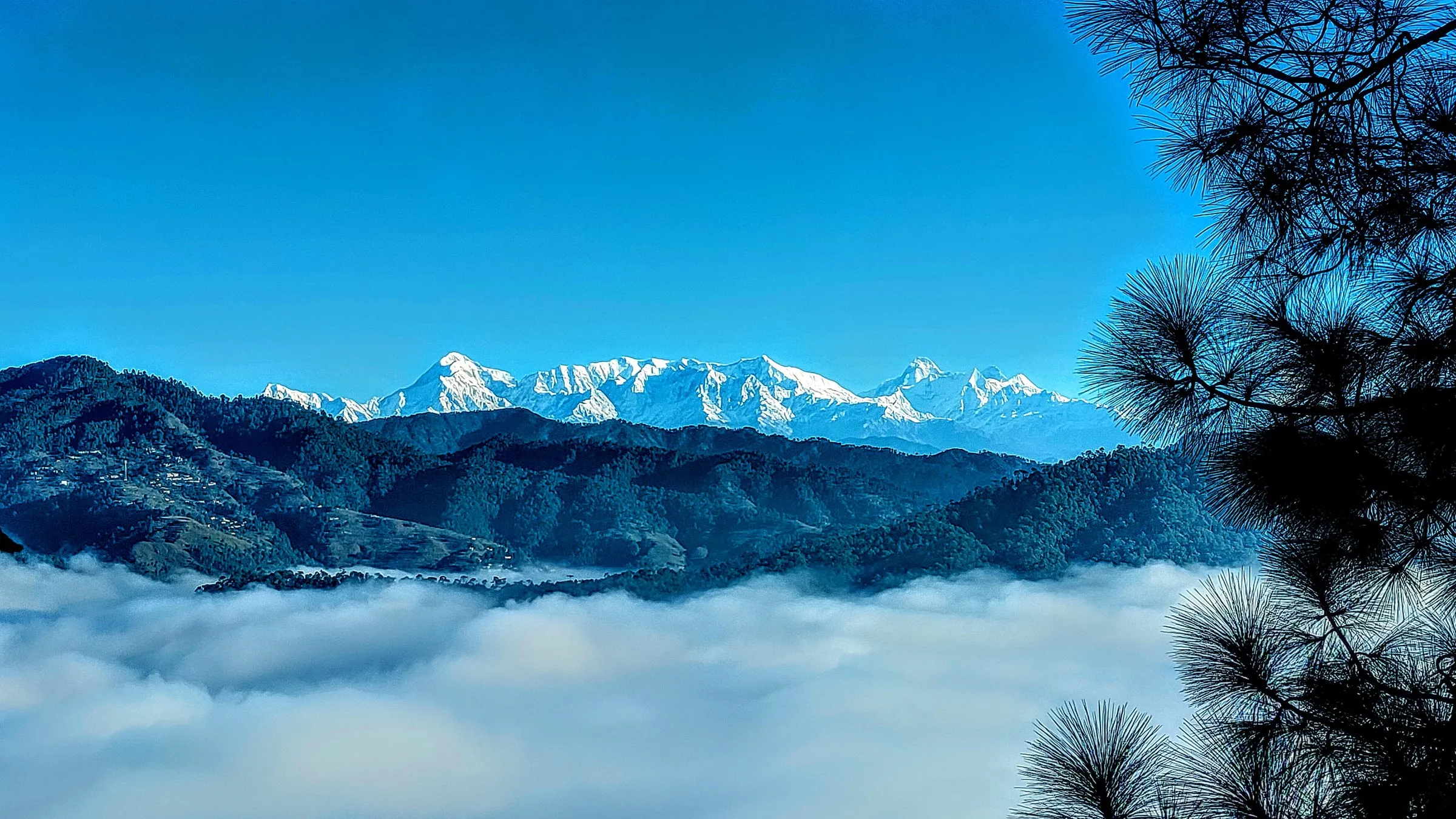 A snow range above a bank of cloud, framed by pine needles