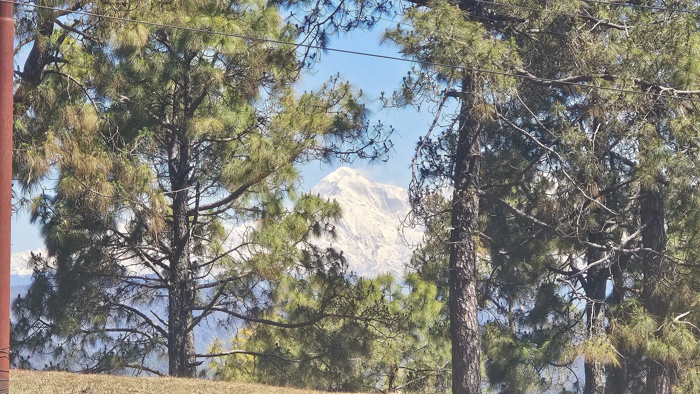 A snow peak showing between pine trunks