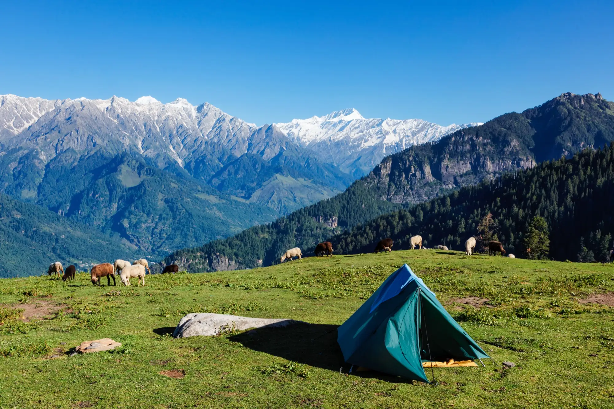 A tent pitched on a meadow in the Kullu valley with snow peaks behind