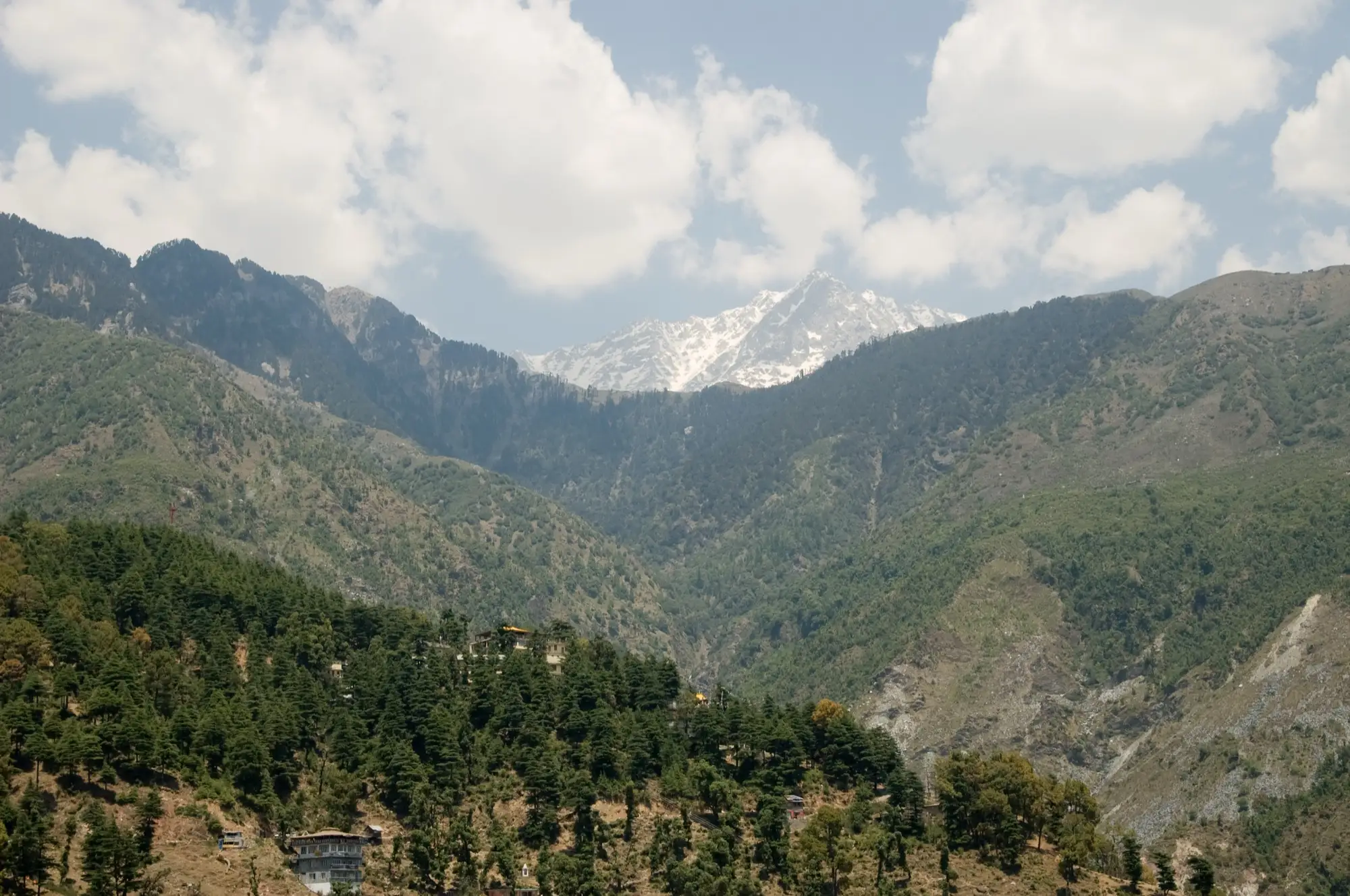 The Dhauladhar range with snow on its peaks, above forested ridges at McLeod Ganj