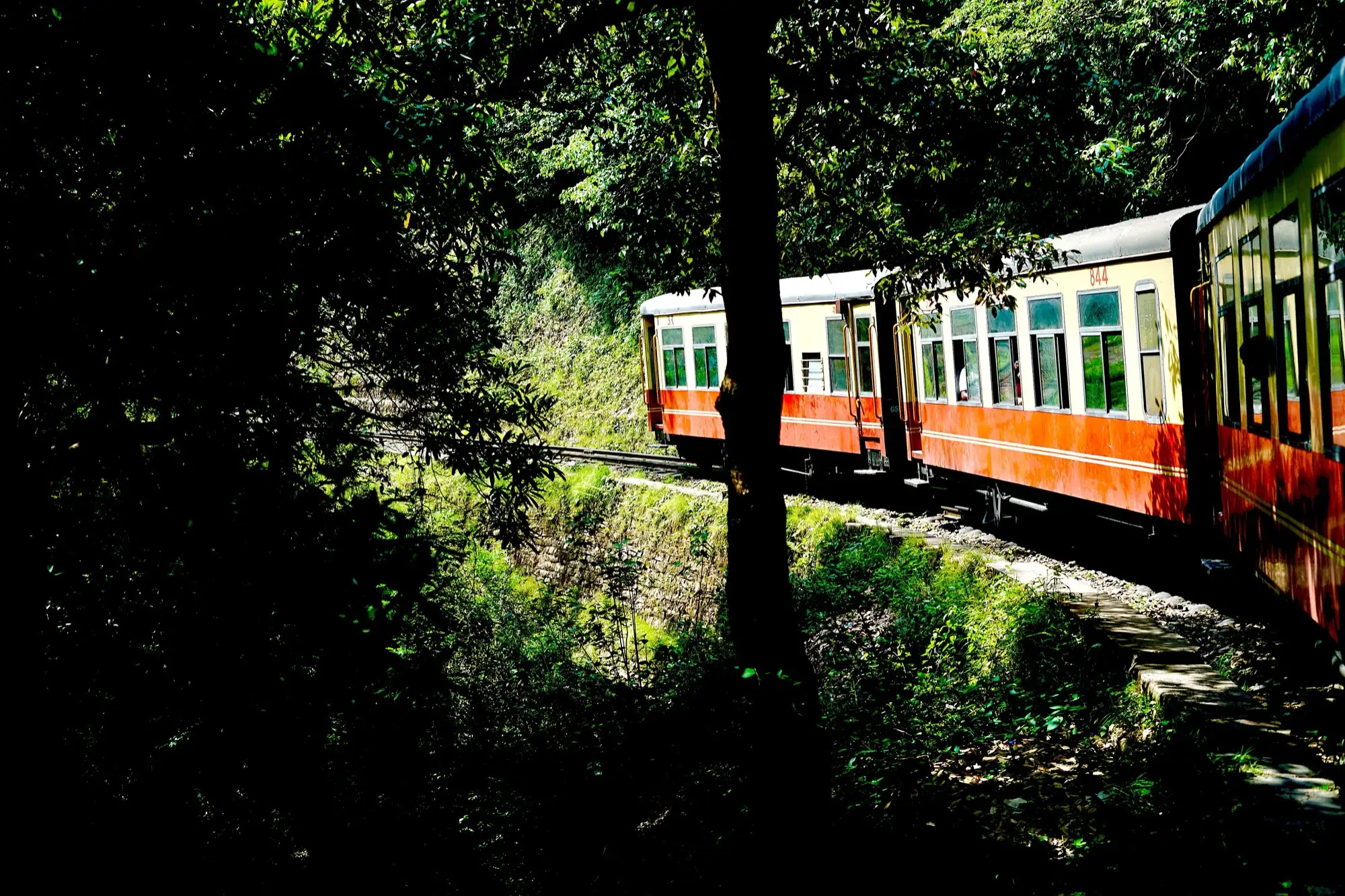 A red and cream narrow gauge toy train curving through forest