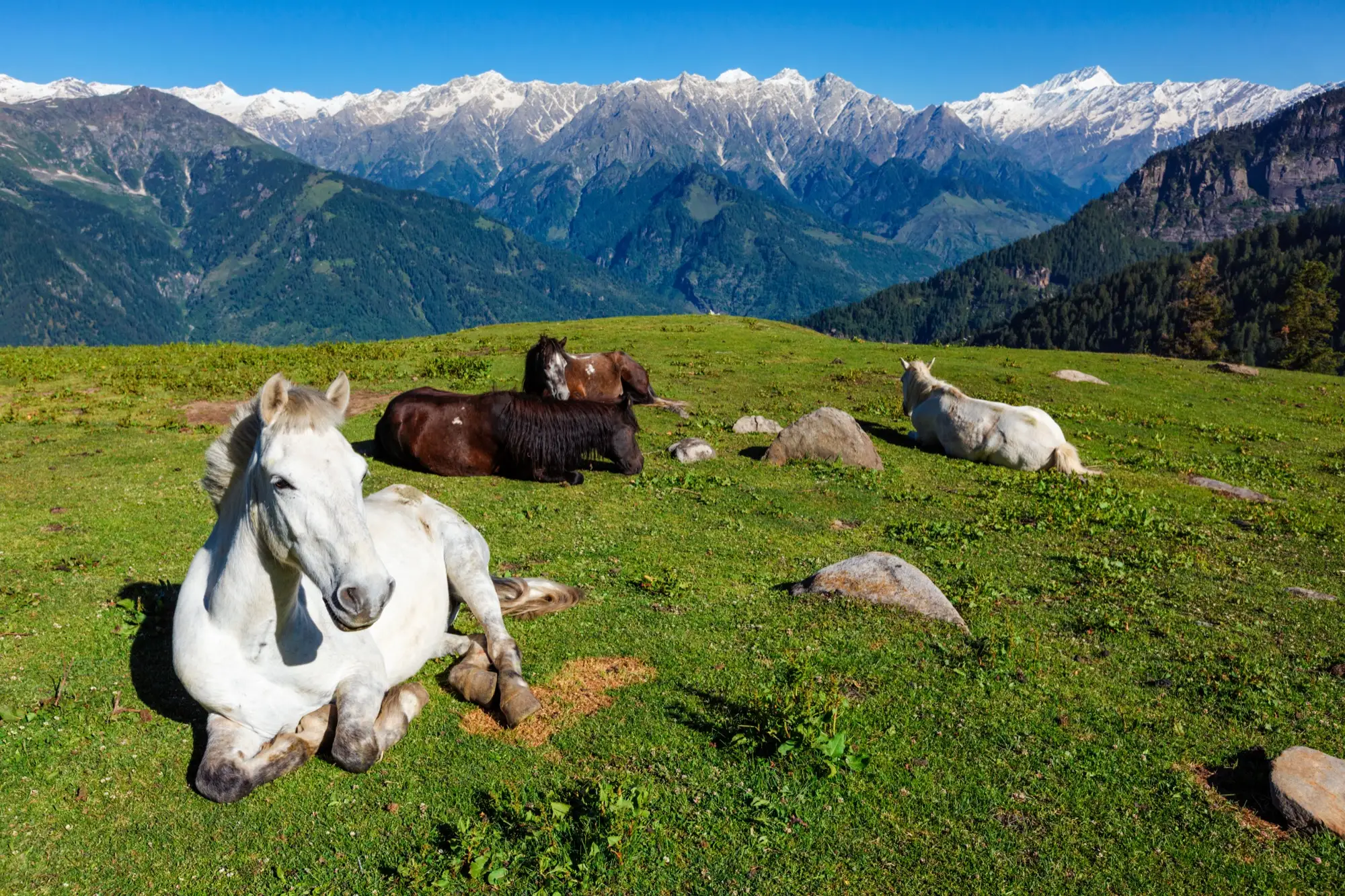 Horses resting on a green mountain meadow in Himachal Pradesh