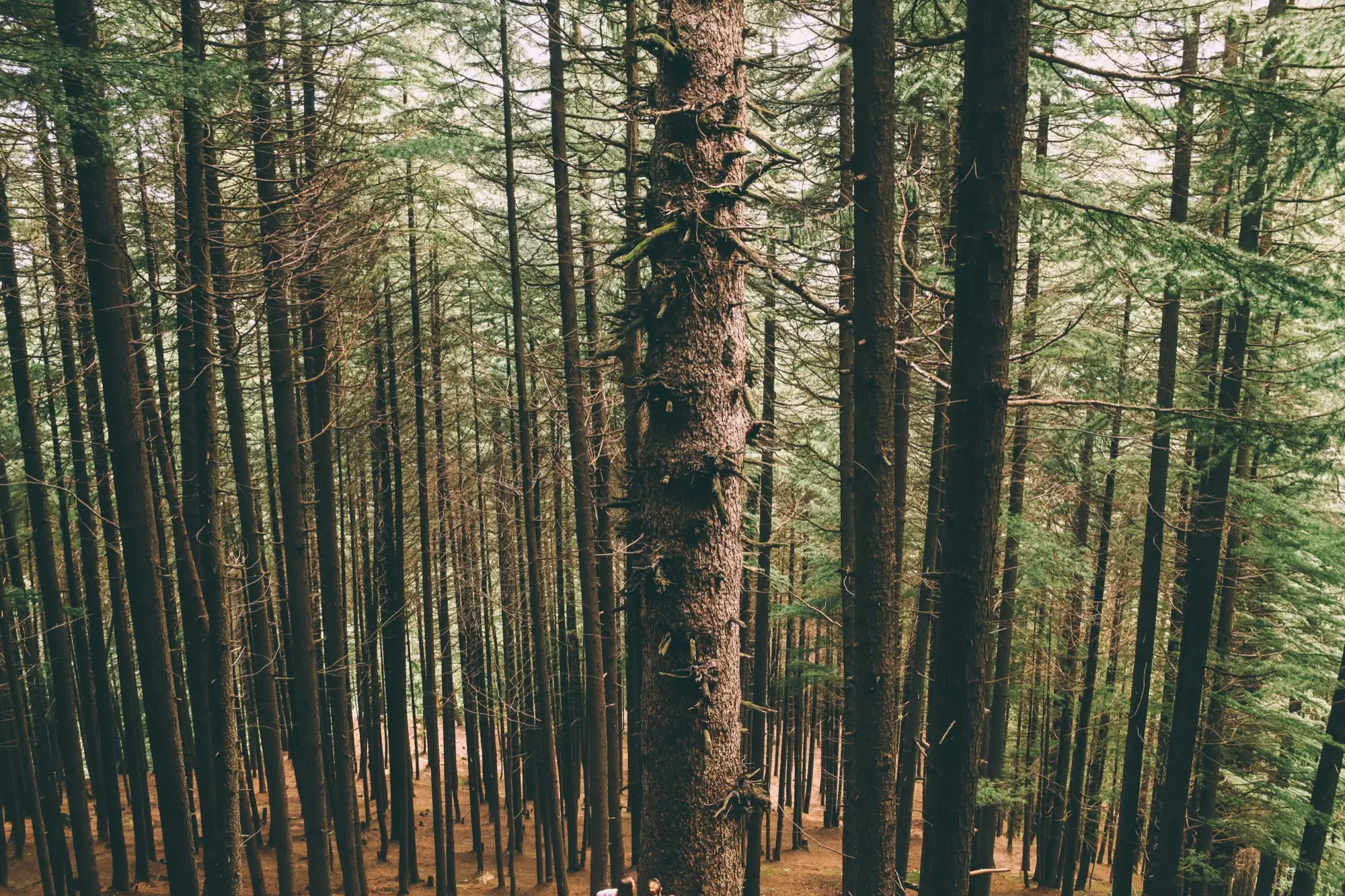 A path-side stand of tall evergreen trees near Manali