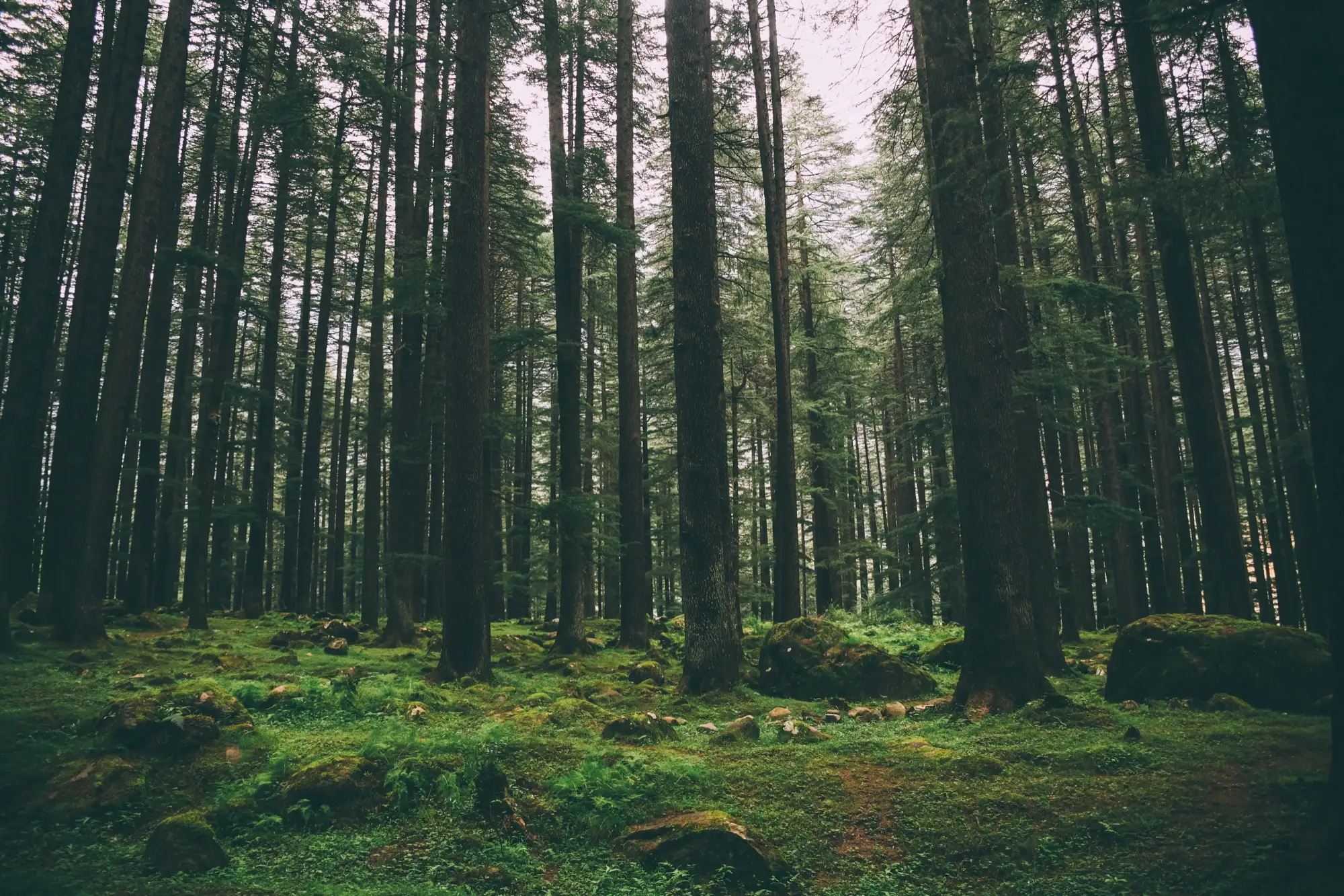 Tall straight trees and a mossy forest floor near Manali