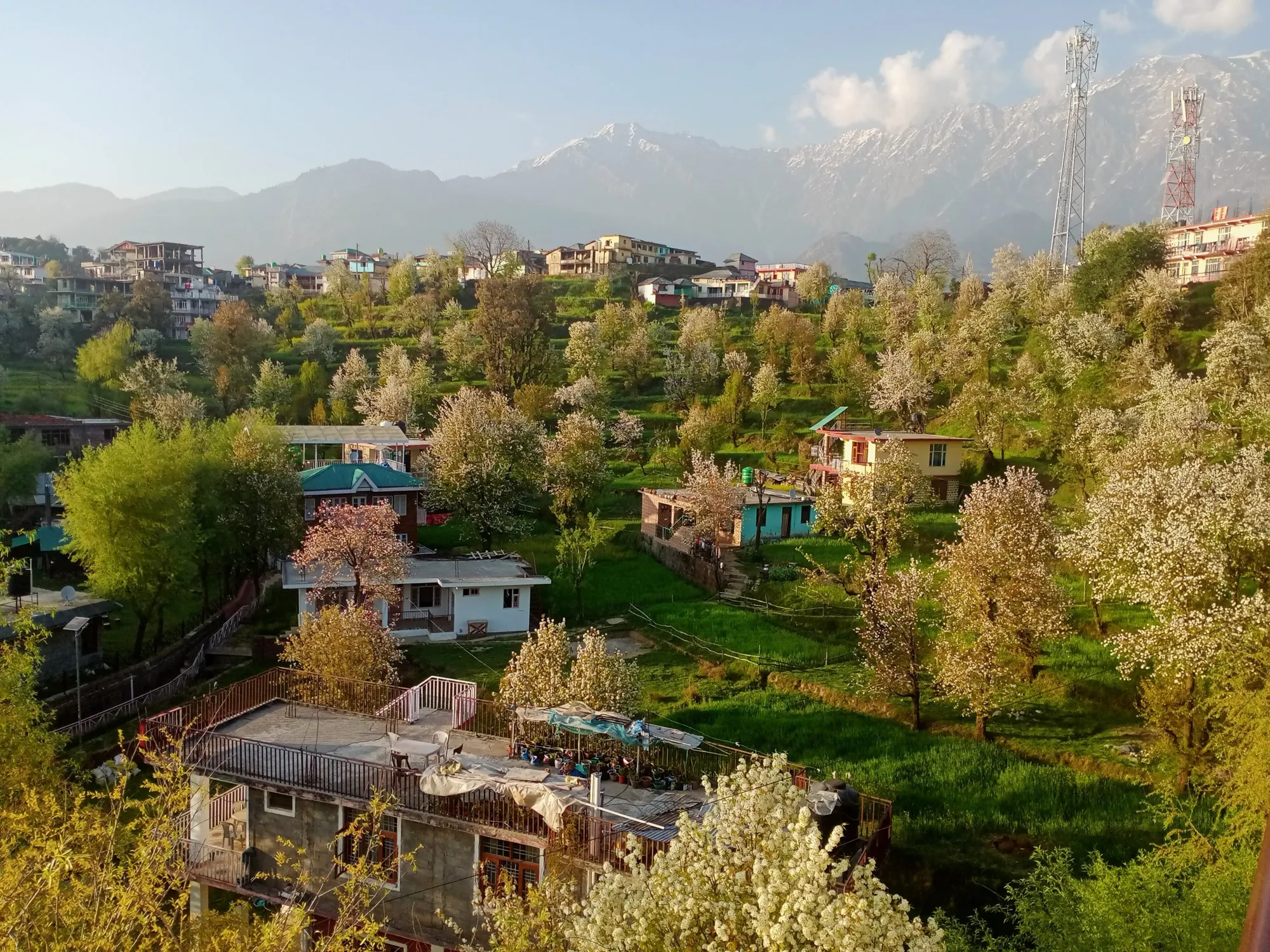 Houses among flowering trees at Naddi, with mobile towers on the ridge and the Dhauladhar range behind