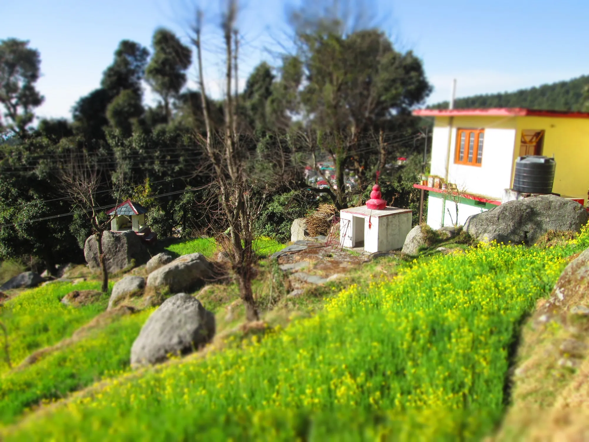A house with mustard flowering below it in Heini, Upper Dharamkot